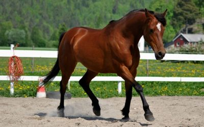 Sommerkurs: Relasjonsbygging mellom hest og menneske